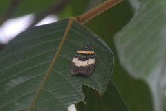 Chalcophaedra zuleika