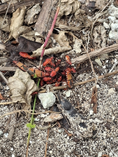 African Cotton Stainer