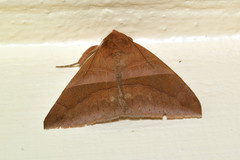 Poaphilini