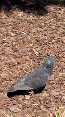 Columba livia