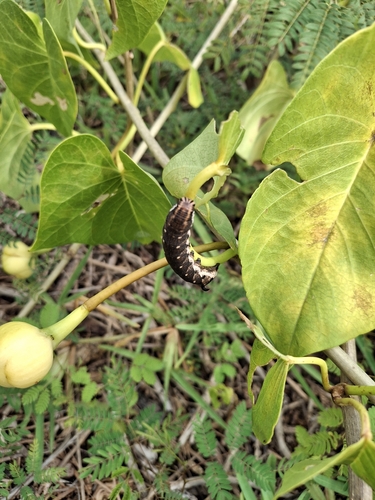 Convolvulus Hawkmoth