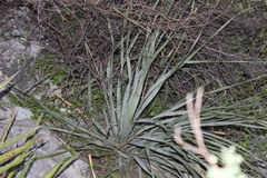 Dasylirion berlandieri