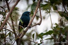 Cyanoloxia glaucocaerulea