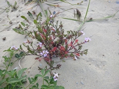 Cakile maritima euxina