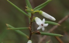 Leucopogon capitellatus