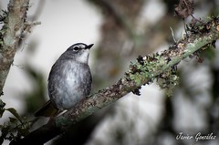 Myiothlypis leucoblephara
