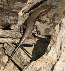 Plestiodon fasciatus