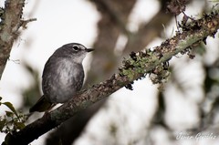 Myiothlypis leucoblephara