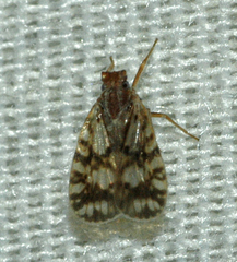 Bothriocera drakei