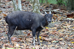 Anoa photo 2