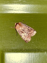 Orthosia rubescens