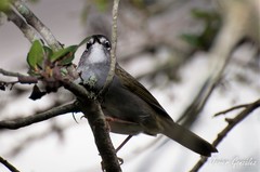 Myiothlypis leucoblephara