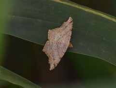 Macaria aequiferaria