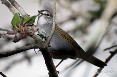 Myiothlypis leucoblephara