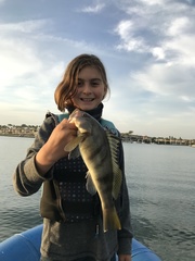 Paralabrax nebulifer