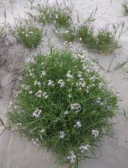 Cakile maritima euxina