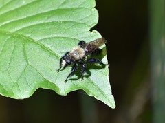 Laphria flavicollis