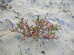 Cakile maritima euxina