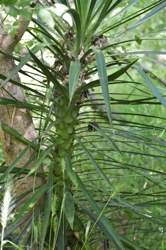 Yucca aloifolia