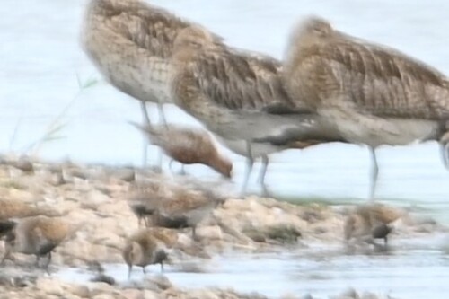 iNaturalist image
