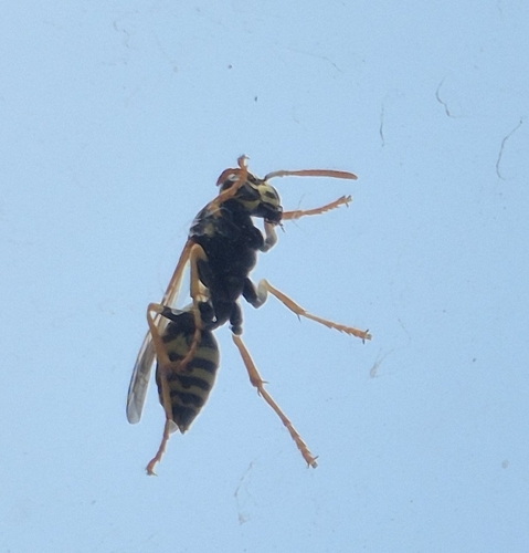 European Paper Wasp