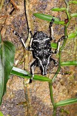 Tophoderes frenatus