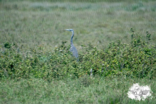 iNaturalist: (c) loustiboom, some rights reserved (CC BY-NC) iNaturalist image