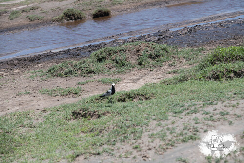 iNaturalist: (c) loustiboom, some rights reserved (CC BY-NC) iNaturalist image