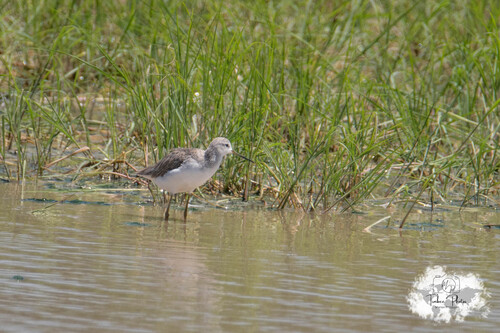 iNaturalist image