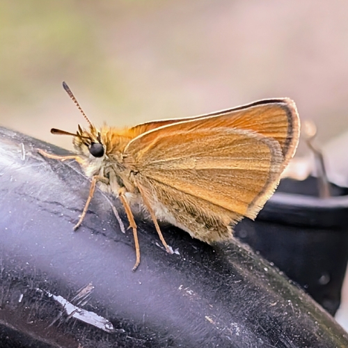 Essex Skipper