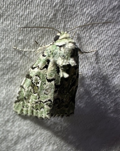 Bryolymnia viridata photo 5