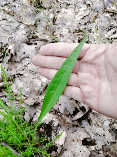 Scorzonera humilis, photograph 4