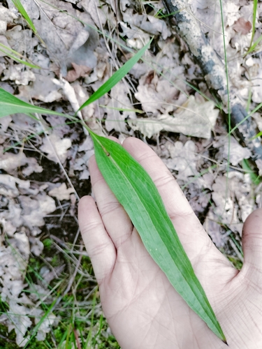 Scorzonera humilis, photograph 6