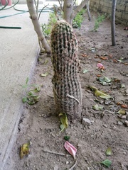 Echinocereus pectinatus rutowiorum