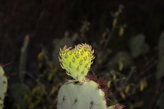Opuntia dulcis