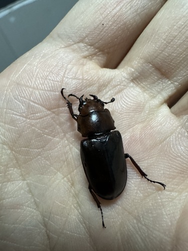 Prismognathus nosei