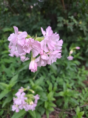common soapwort