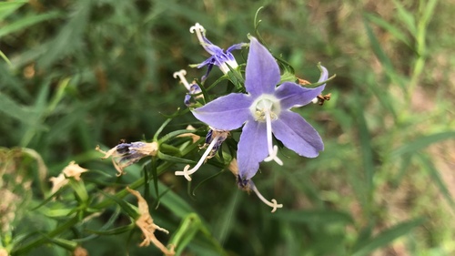 tall bellflower