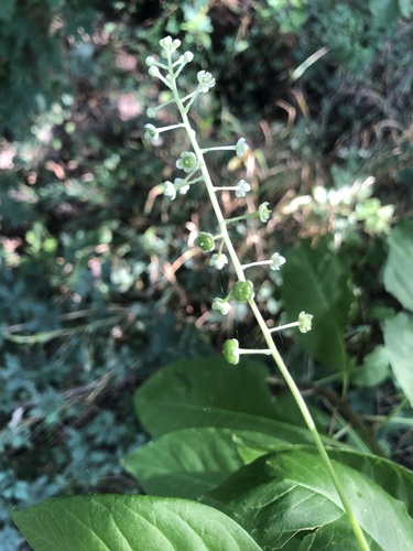 American pokeweed