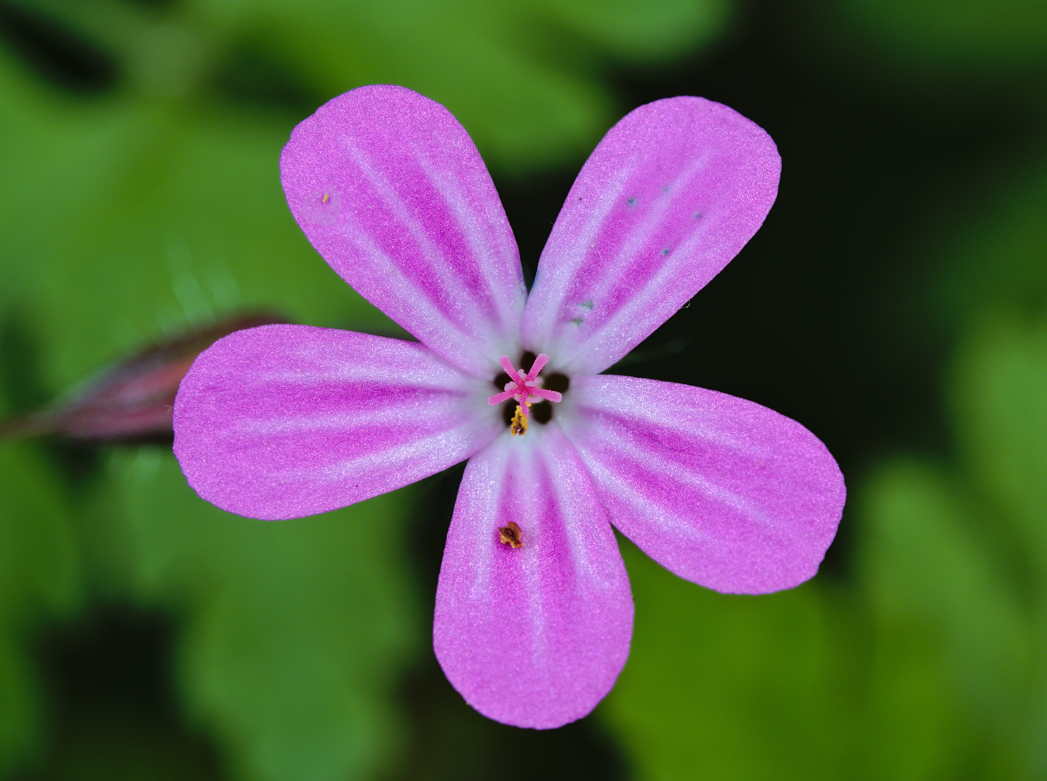 Herb Robert (Geranium robertianum) · iNaturalist