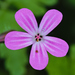 Herb Robert - Photo (c) Gilles San Martin, some rights reserved (CC BY-SA), uploaded by Gilles San Martin