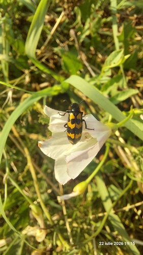 Hycleus polymorphus