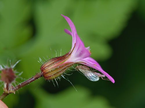 Geranium robertianum