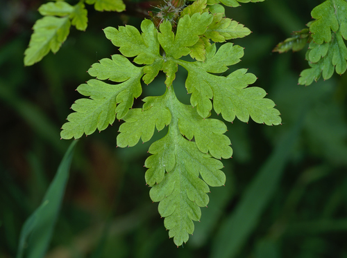 Geranium robertianum