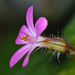 Herb Robert - Photo (c) Gilles San Martin, some rights reserved (CC BY-SA), uploaded by Gilles San Martin