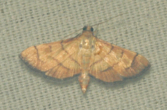 Orphanostigma haemorrhoidalis