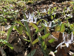 Erythronium albidum
