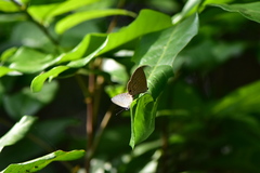 Jamides bochus formosanus