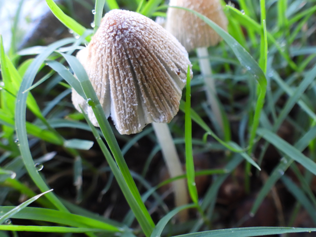 flocculose inkcap · July 2026 · photo: Photo: (c) Oscar Alejandro Morales Juárez, some rights reserved (CC BY-SA) · iNaturalist