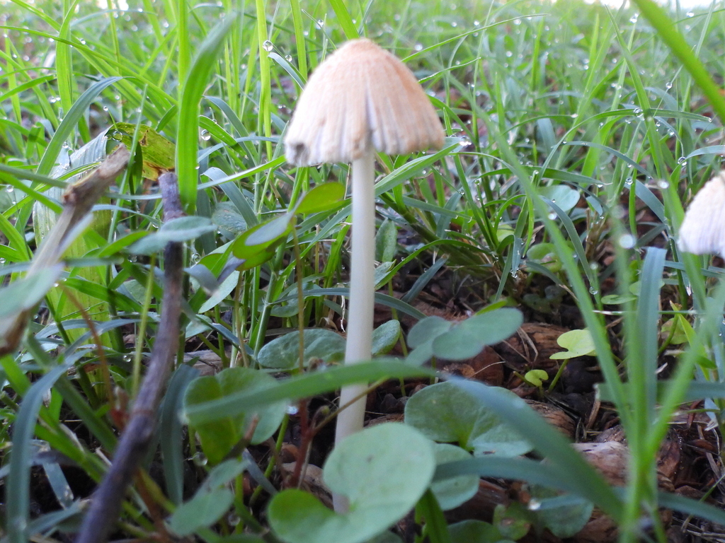 flocculose inkcap · July 2026 · photo: Photo: (c) Oscar Alejandro Morales Juárez, some rights reserved (CC BY-SA) · iNaturalist